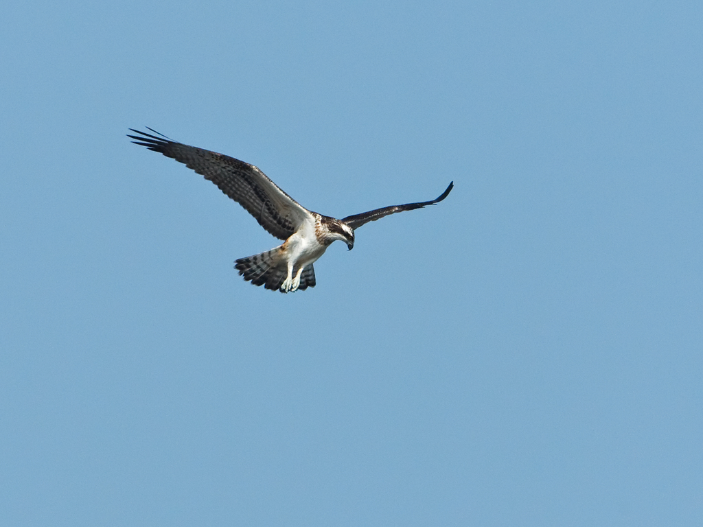 Pandion haliaetus Visarend Osprey